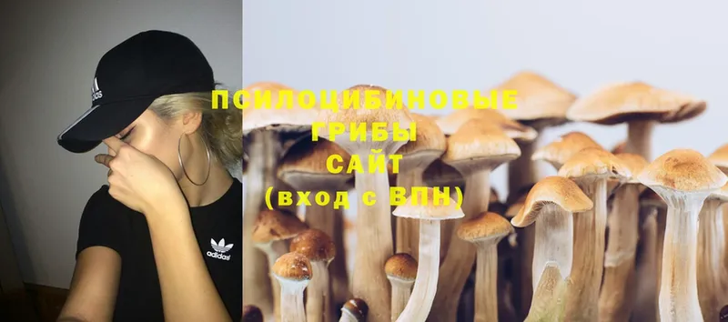 Псилоцибиновые грибы Psilocybe  что такое наркотик  Багратионовск 